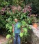 Persicaria orientalis - small image 1