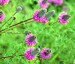 Petalostemon purpurea 'Stephanie' - small image 1