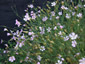 Petrorhagia saxifraga - small image 1