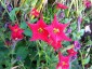 Petunia exserta - small image 1