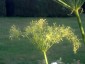 Peucedanum officinale - small image 1