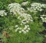 Peucedanum rablense - small image 1