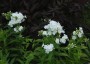 Phlox paniculata 'David' AGM - small image 1