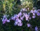 Phlox paniculata 'Prospero' - small image 1