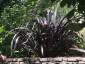 Phormium 'Black Velvet' - small image 1