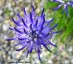 Phyteuma scheucheri - small image 1
