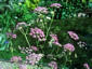 Pimpinella major 'Rosea' - small image 1