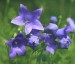 Platycodon grandiflorus 'Zwerg Blue' - small image 1