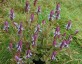 Plectranthus neochilus - small image 1