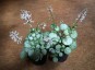 Plectranthus oertendahlii AGM - small image 1