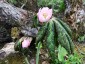 Podophyllum hexandrum - small image 1