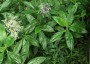 Pollia japonica - small image 1