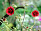 Potentilla thurberi 'Monarch's Velvet' - small image 1