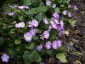 Primula boothii - small image 1