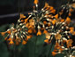 Primula florindae Apricot Shades - small image 1