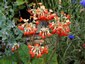 Primula florindae 'Sunset Shades' - small image 1