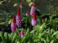 Primula vialii - small image 1