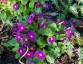 Primula 'Wanda' - small image 1