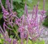 Psylliostachys suworowii - small image 1