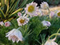 Pulsatilla vulgaris 'Papageno' - small image 1
