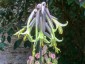Puya mirabalis - small image 1