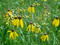 Ratibida pinnata - small image 1