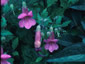 Rehmannia elata - small image 1