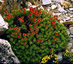 Rhodiola fastigiata - small image 1