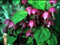 Rhodochiton atrosanguineus AGM - small image 1