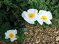 Romneya coulterii - small image 1