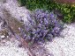 Rosmarinus officinalis 'Green Ginger' - small image 1