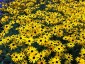 Rudbeckia fulgida 'Goldsturm' AGM - small image 1