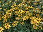 Rudbeckia fulgida var. deamii AGM - small image 1