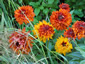 Rudbeckia hirta 'Cherokee Sunset' - small image 1