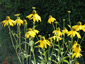 Rudbeckia laciniata - small image 1