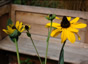 Rudbeckia maxima - small image 1
