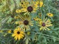 Rudbeckia subtomentosa 'Little Henry' - small image 1