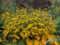 Rudbeckia triloba AGM - small image 1