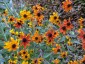 Rudbeckia triloba 'Prairie Glow' - small image 1