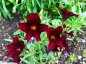Salpiglossis sinuata 'Black Trumpets' - small image 1
