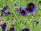 Salpiglossis sinuata 'Kew Blue' - small image 1