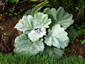 Salvia argentea - small image 1