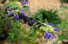 Salvia atrocyanea - small image 1