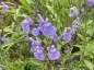 Salvia 'Blue Suede Shoes' - small image 1