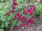 Salvia 'Bordeaux' - small image 1