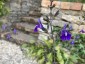 Salvia candelabrum - small image 1