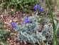 Salvia chamaedryoides silver-leaved - small image 1