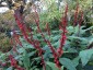 Salvia confertiflora - small image 1