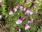 Salvia 'Dyson's Joy' - small image 1
