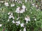 Salvia 'Heatwave Glimmer' - small image 1
